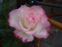 Růže 'Rosa Ralph S Moore' - Mnohokvěté růže (Rosa)
