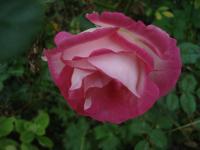 Růže 'Rosa Ralph S Moore' - Mnohokvěté růže (Rosa)