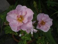 Růže 'Szelle Mama' - Skalkové růže (Rosa)