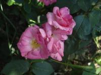 Růže 'Rejtö Jenö' - Mnohokvěté růže (Rosa)