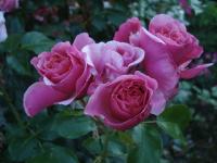 Růže 'Aloha' - Pnoucí růže (Rosa)