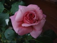 Růže 'Aloha' - Pnoucí růže (Rosa)