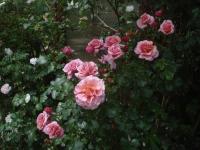 Růže 'Aloha' - Pnoucí růže (Rosa)