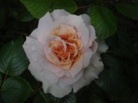 Růže 'Dr Hermann Schulze-Delisch' - Mnohokvěté růže (Rosa)