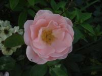 Růže 'Egon Scheele' - Sadové růže (Rosa)
