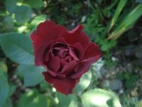 Růže 'Hommage á Barbara' - Velkokvěté růže (Rosa)