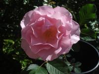 Růže 'Indra' - Pnoucí růže (Rosa)