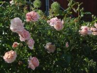 Růže 'Irma' - Sadové růže (Rosa)