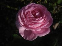 Růže 'L'Ouche' (Rosa)