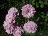 Růže 'Lavender Lassie' - Sadové růže (Rosa)
