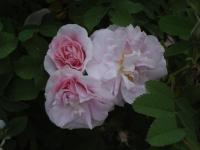 Růže 'Martin Frobisher' - Sadové růže (Rosa)