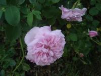 Růže 'May Queen' - Pnoucí růže (Rosa)