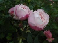Růže 'Madame Pierre Oger' - Historické růže (Rosa)