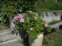 Růže 'Mrs Doreen Pike' - Anglické růže (Rosa)