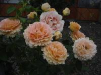 Růže 'Polka 91' - Pnoucí růže (Rosa)