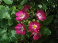 Růže 'Red Ballerina' - Mnohokvěté růže (Rosa)