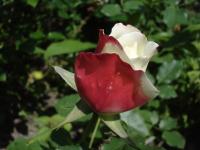 Růže 'Tourbilon' - Mnohokvěté růže (Rosa)
