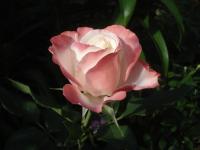 Růže 'Tourbilon' - Mnohokvěté růže (Rosa)