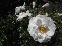 Růže 'Vierge Folle' - Mnohokvěté růže (Rosa)
