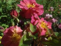 Růže 'Wild Rover' - Sadové růže (Rosa)