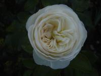 Růže 'Artemis' - Velkokvěté růže (Rosa)