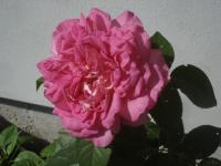 Růže 'Borneo Odoré' - Sadové růže (Rosa)