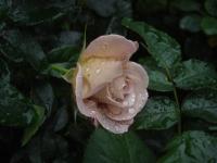 Růže 'Edouard Vermeulen' - Velkokvěté růže (Rosa)