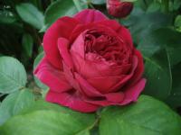 Růže 'Heathcliff' - Anglické růže (Rosa)