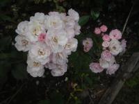 Růže 'Heavenly Pink' - Mnohokvěté růže (Rosa)