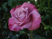 Růže 'Muriel Robin' - Velkokvěté růže (Rosa)