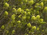 Bez koralowy (Sambucus racemosa)