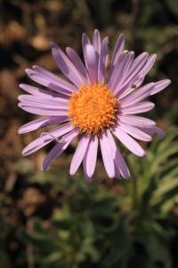 Hvězdnice alpská (Aster alpinus)