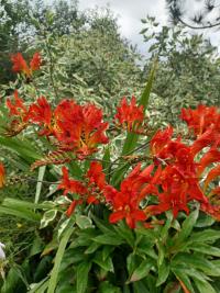 Montbrécie 'Lucifer' (Crocosmia)