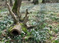 Sněženka podsněžník (Galanthus nivalis)