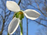 Sněženka podsněžník (Galanthus nivalis)