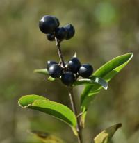 Ptačí zob obecný (Ligustrum vulgare)