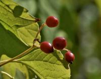 Kalina obecná (Viburnum opulus)