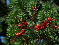 Tis červený (Taxus baccata)