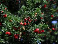 Tis červený (Taxus baccata)
