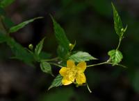 Zákula japonská (Kerria japonica)