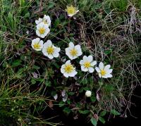 Dryádka osmiplátečná (Dryas octopetala)