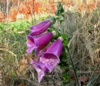 Náprstník červený (Digitalis purpurea)