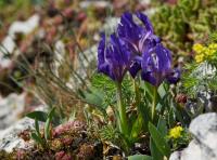 Kosatec nízký (Iris pumila)