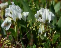 Kosatec nízký (Iris pumila)