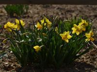 Narcis žlutý (Narcissus pseudonarcissus)
