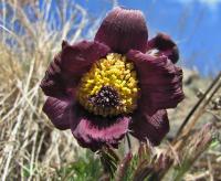 Koniklec luční český (Pulsatilla pratensis subsp bohemica)