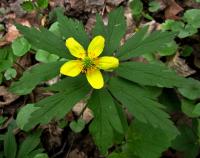 Sasanka pryskyřníkovitá (Anemone ranunculoides)
