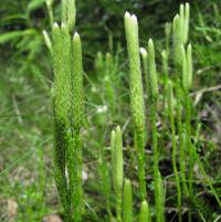 Plavuň vidlačka (Lycopodium clavatum)