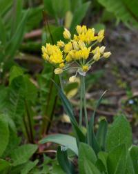 Česnek zlatožlutý (Allium moly)