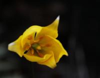 Tulipán planý (Tulipa sylvestris)